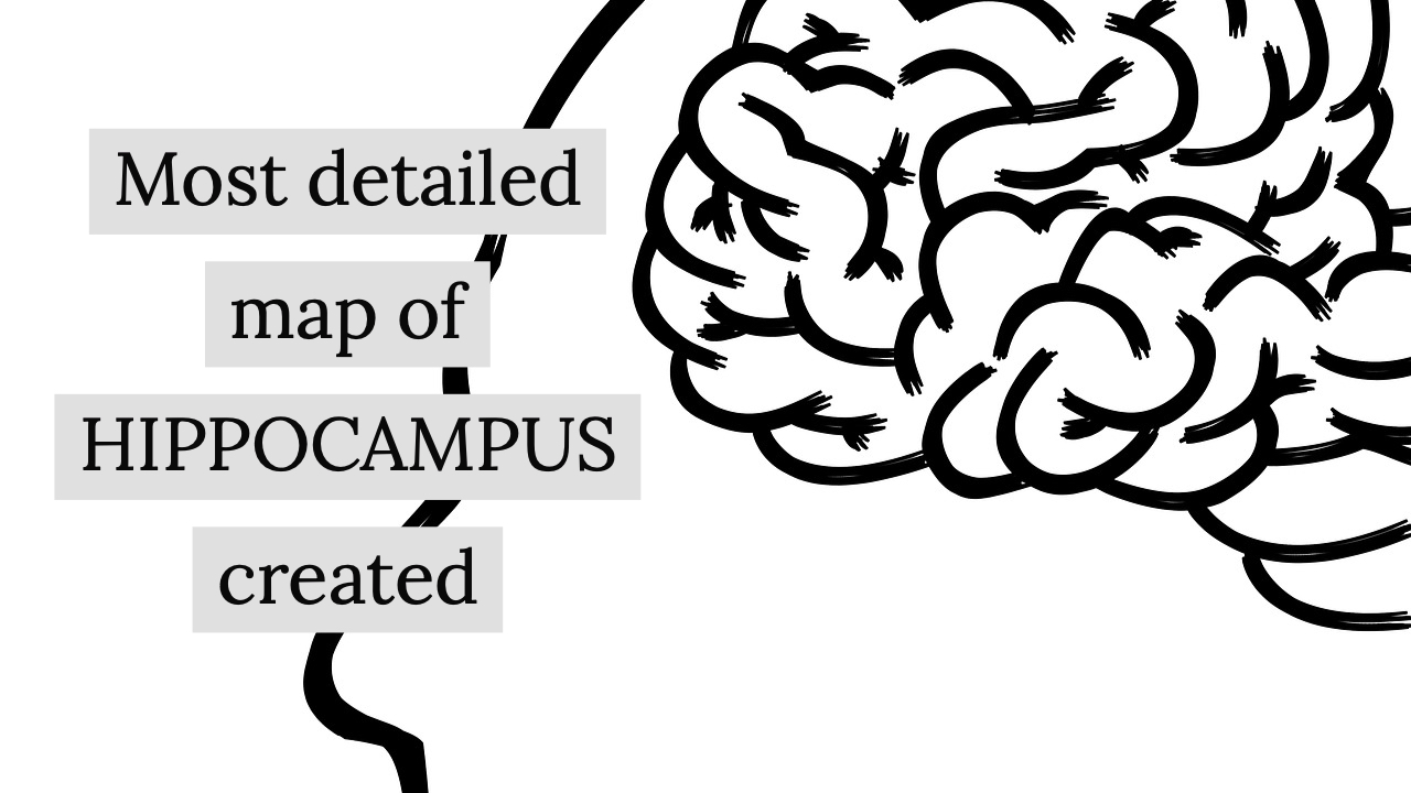 most detailed map of hippocampus